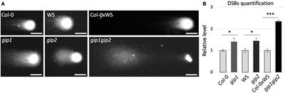 GIP1 and GIP2 Contribute to the Maintenance of Genome Stability at the Nuclear Periphery